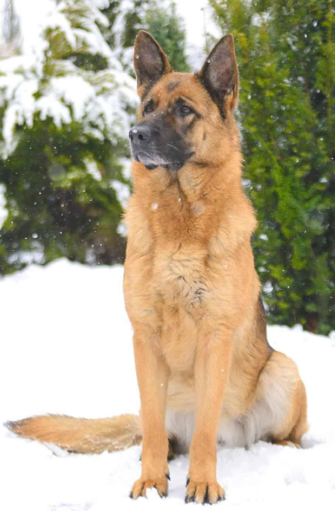 Malinois X