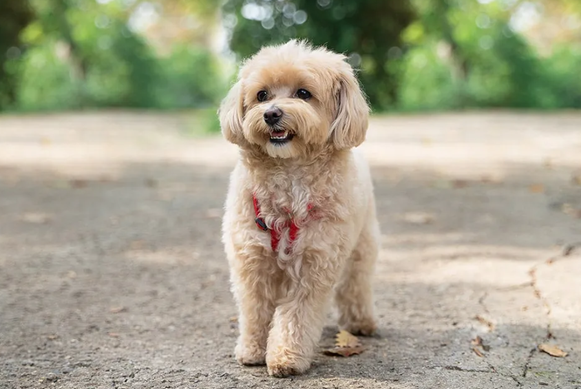 Maltipoo