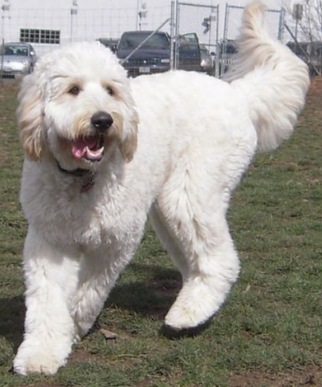 Mastidoodle