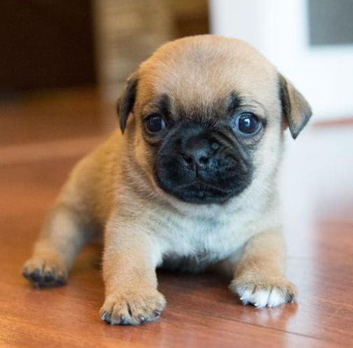 Miniature Puggle