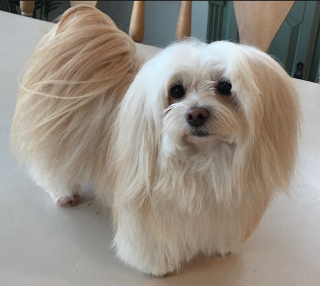 Morkie photo 2