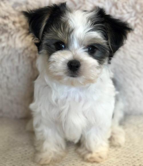Morkie Poo