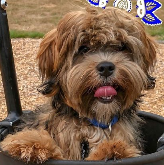 Morkie