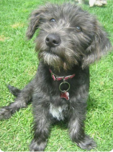 Norwich Schnauzer