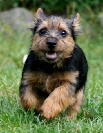Norwich Yorkie