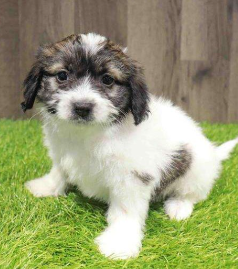Papichon