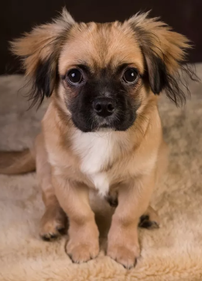 Pom-A-Pug