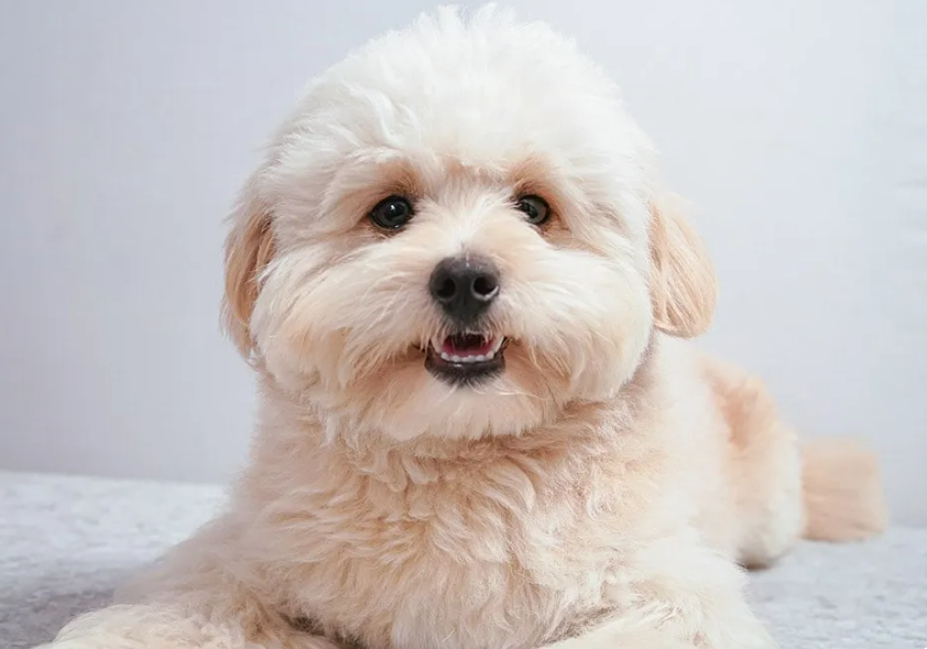 Pomapoo