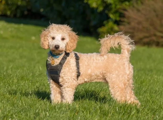 Poochon