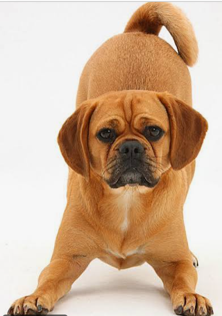 Puggle Beagle Backcross