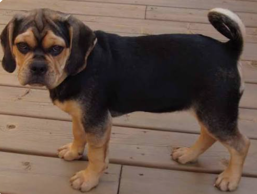 Puggle Pug Backcross