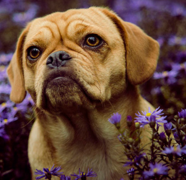 Puggle