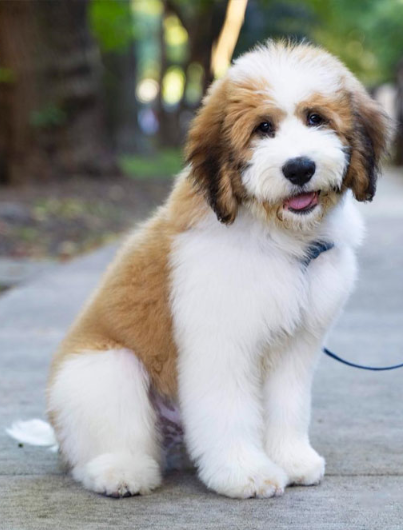 Saint Berdoodle