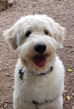 Sammypoo