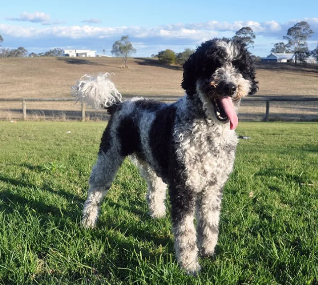 Schnoodle