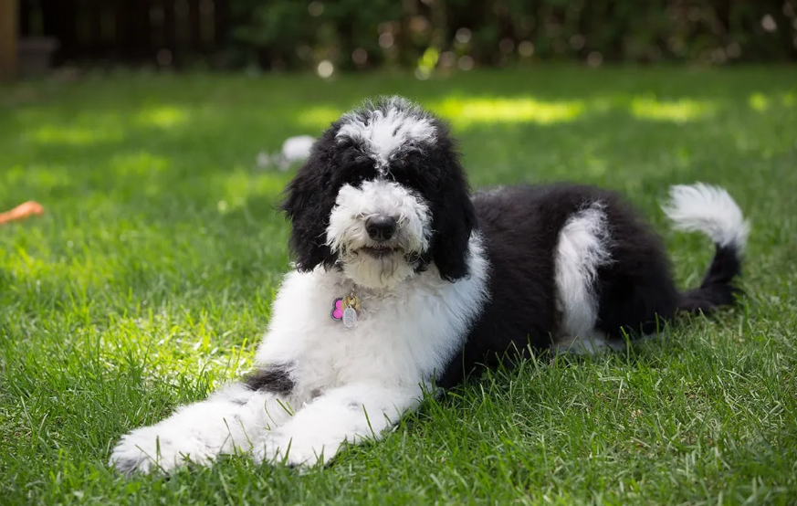 Sheepadoodle
