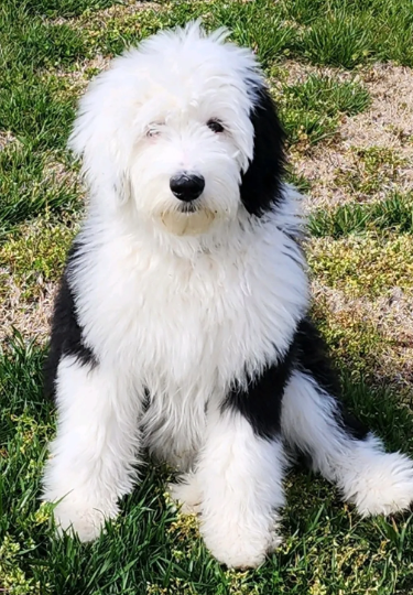 Shepadoodle
