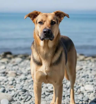Sheprador