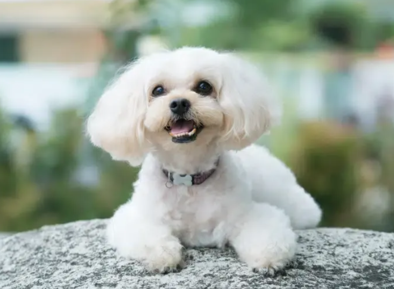 Shih-Poo