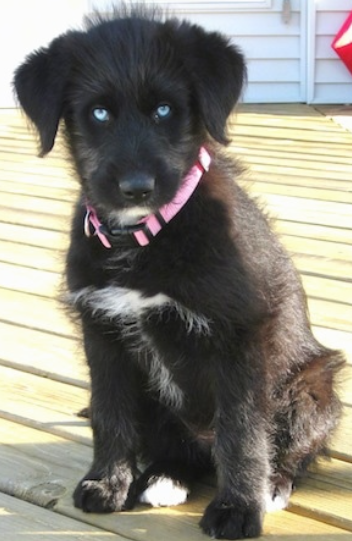 Siberpoo