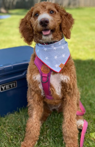 Springerdoodle