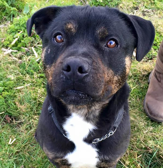 Staffweiler