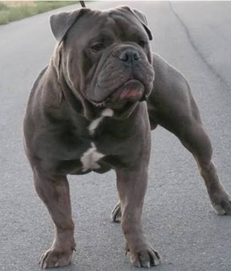 Staffy Bull Bulldog