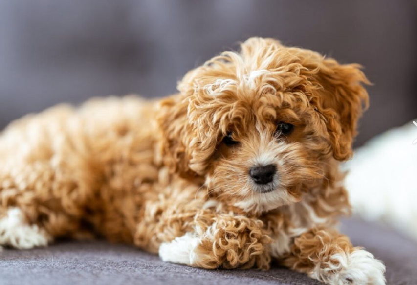 Teddy Bear Dog (Zuchon)