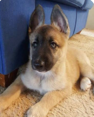 Tervuren Husky