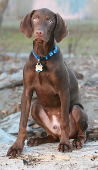 Vizmaraner