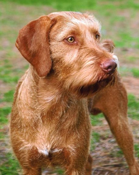 Vizsladoodle