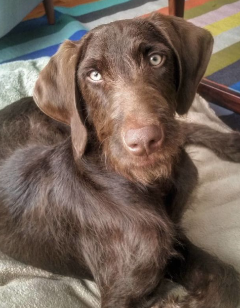 Weimardoodle