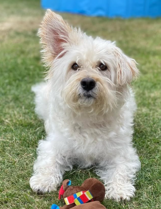 Westiepoo