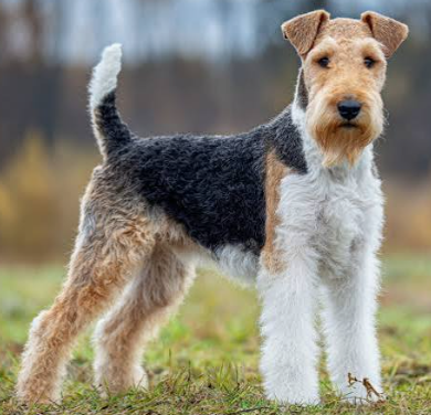 Wire Foxoodle