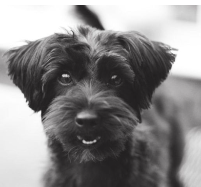 Yorkipoo