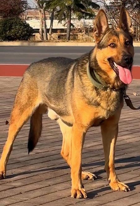 Kunming Wolfdog