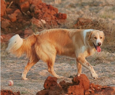Atlas Mountain Dog