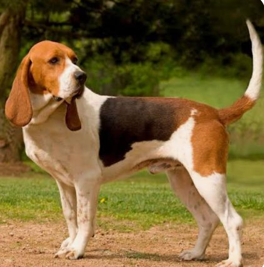 Artois Hound
