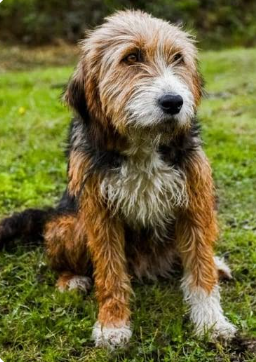 Bosnian Broken-Haired Hound
