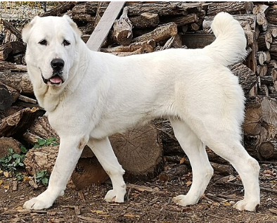 Central Asian Shepherd Dog