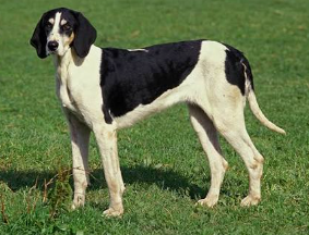French White and Black Hound