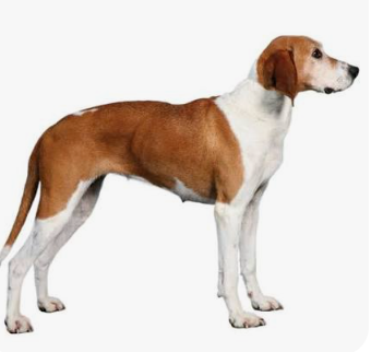 French White and Orange Hound