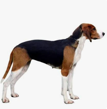 French Tricolour Hound