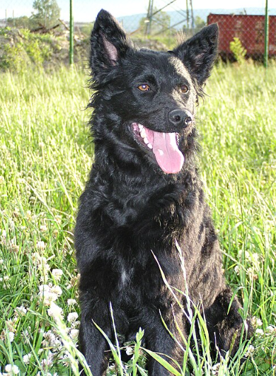 Croatian Shepherd Dog
